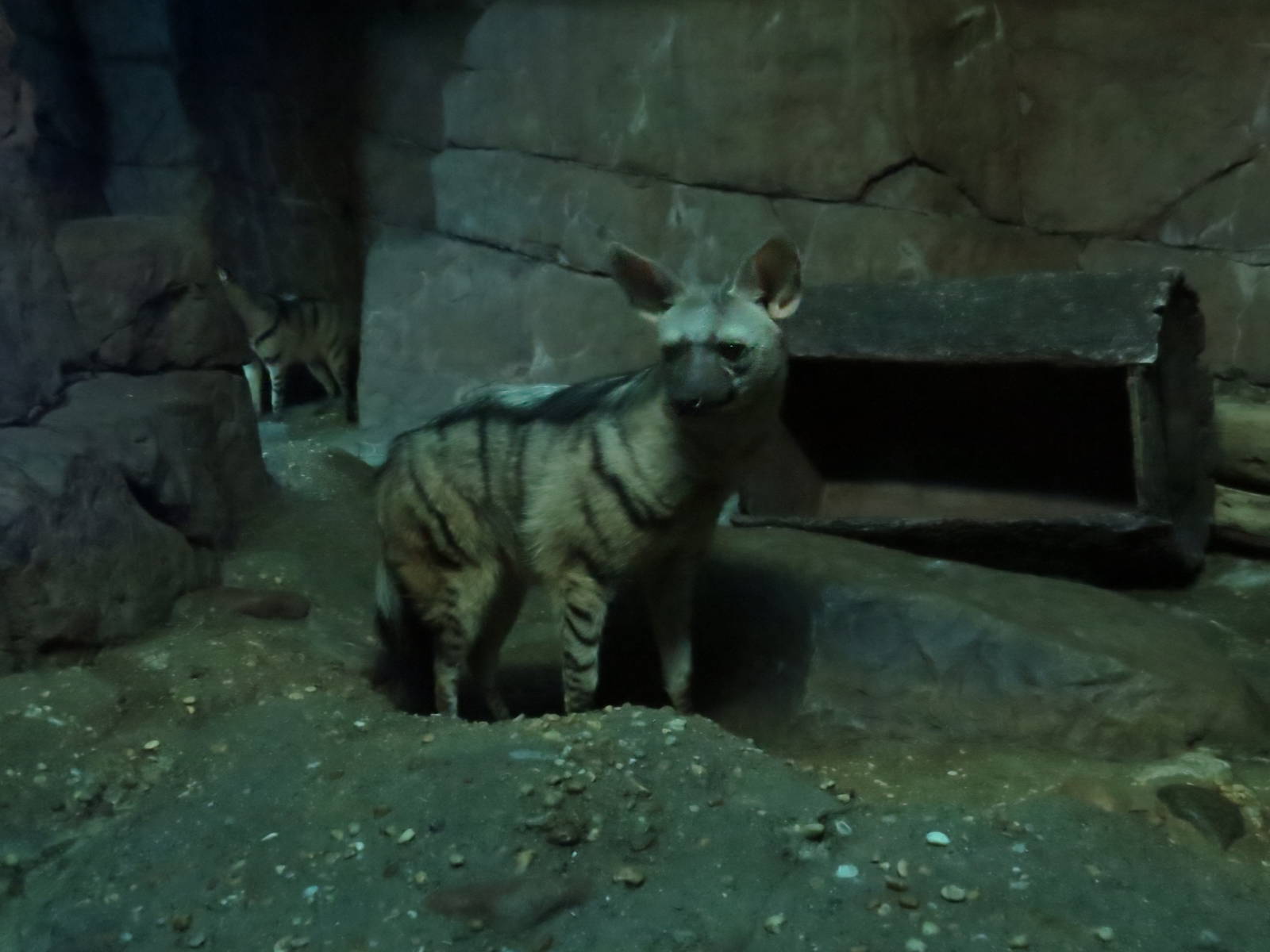Aardwolf
