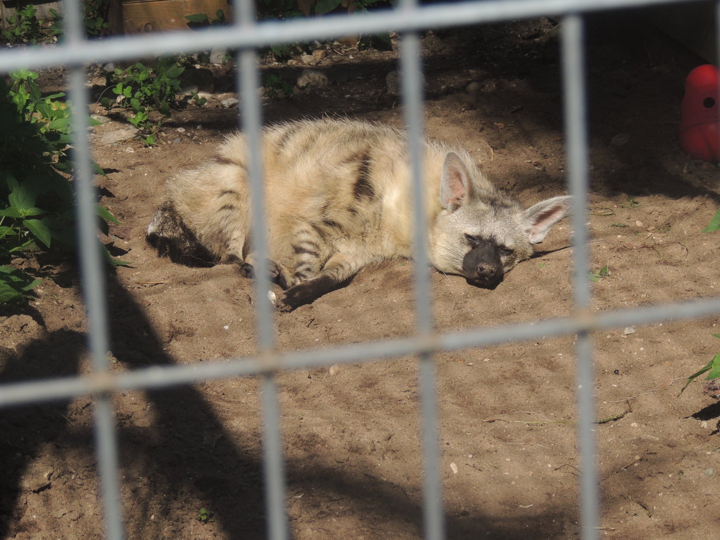 aardwolf