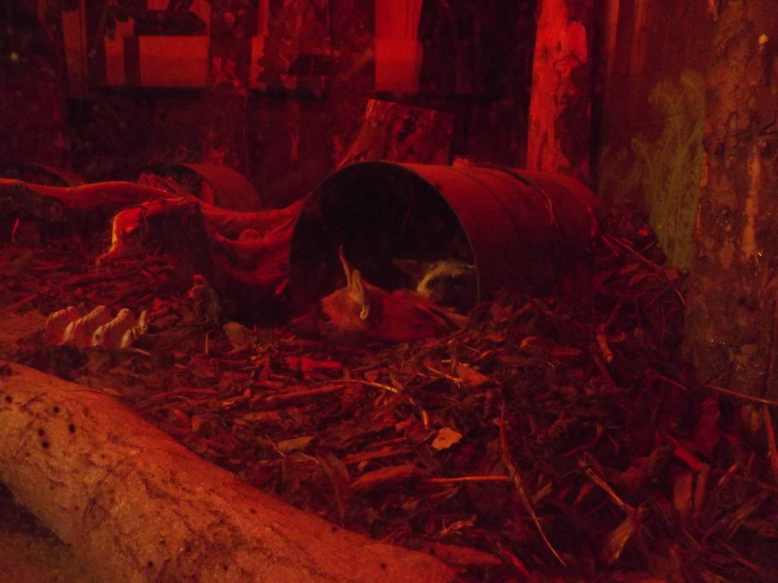 Aardwolves at Edinburgh Zoo 28/12/11