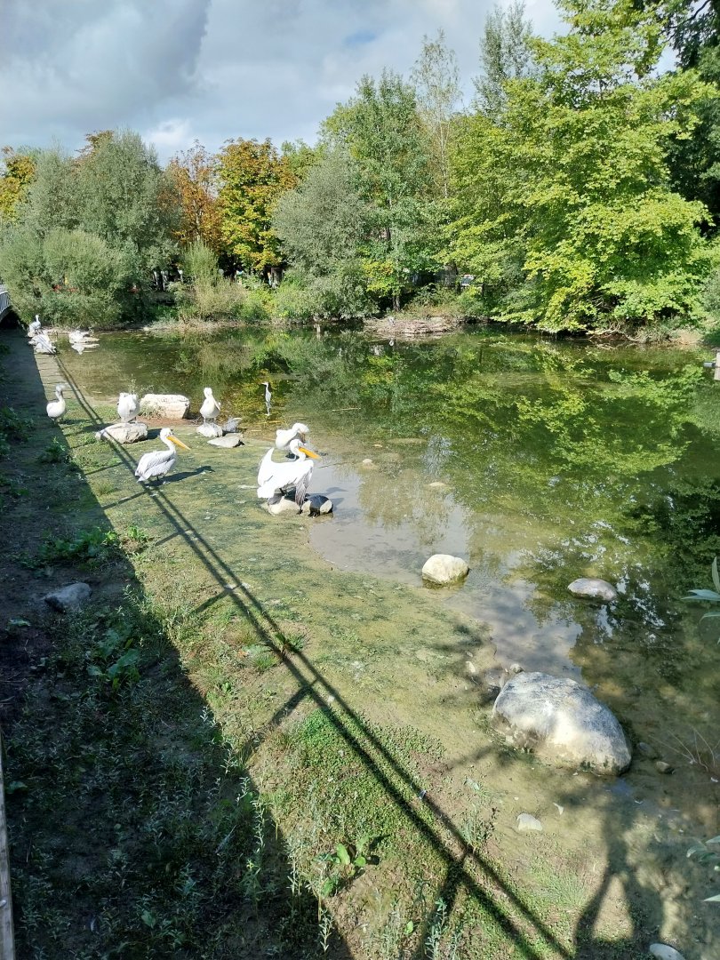 Aare Bank Facilities - Dalmatian pelican (Pelecanus crispus)