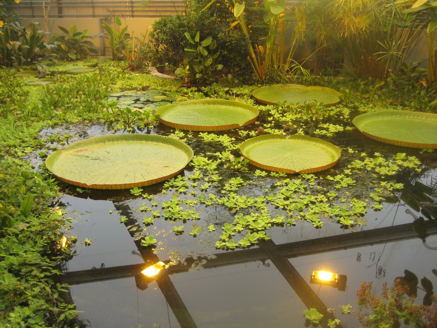Aarhus Botaniske Have - Pond in tropical house