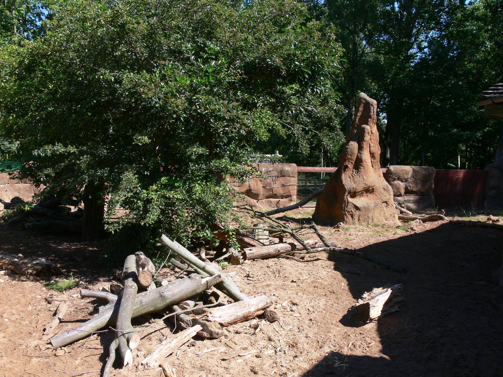 Aarvdark Exhibit at Blackpool Zoo, 29/06/14