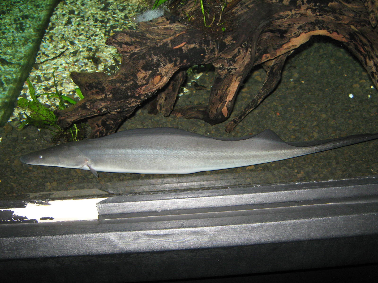 aba-aba (Gymnarchus niloticus) at the Aquarium