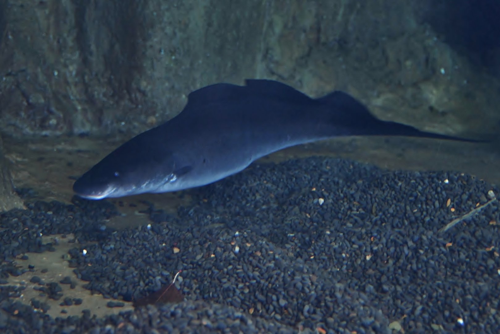 Aba Aba (Gymnarchus niloticus)