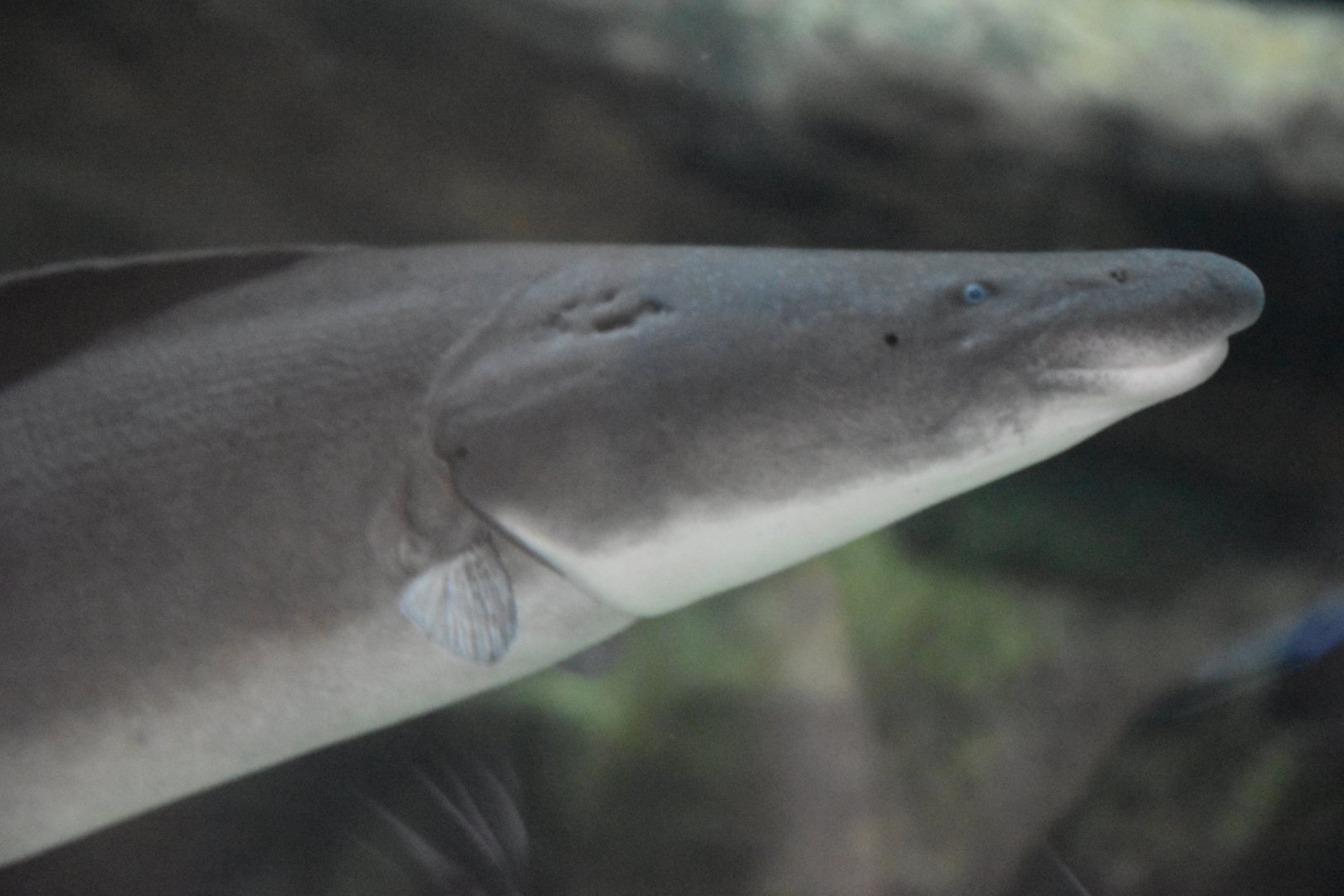 Aba Aba (Gymnarchus niloticus)