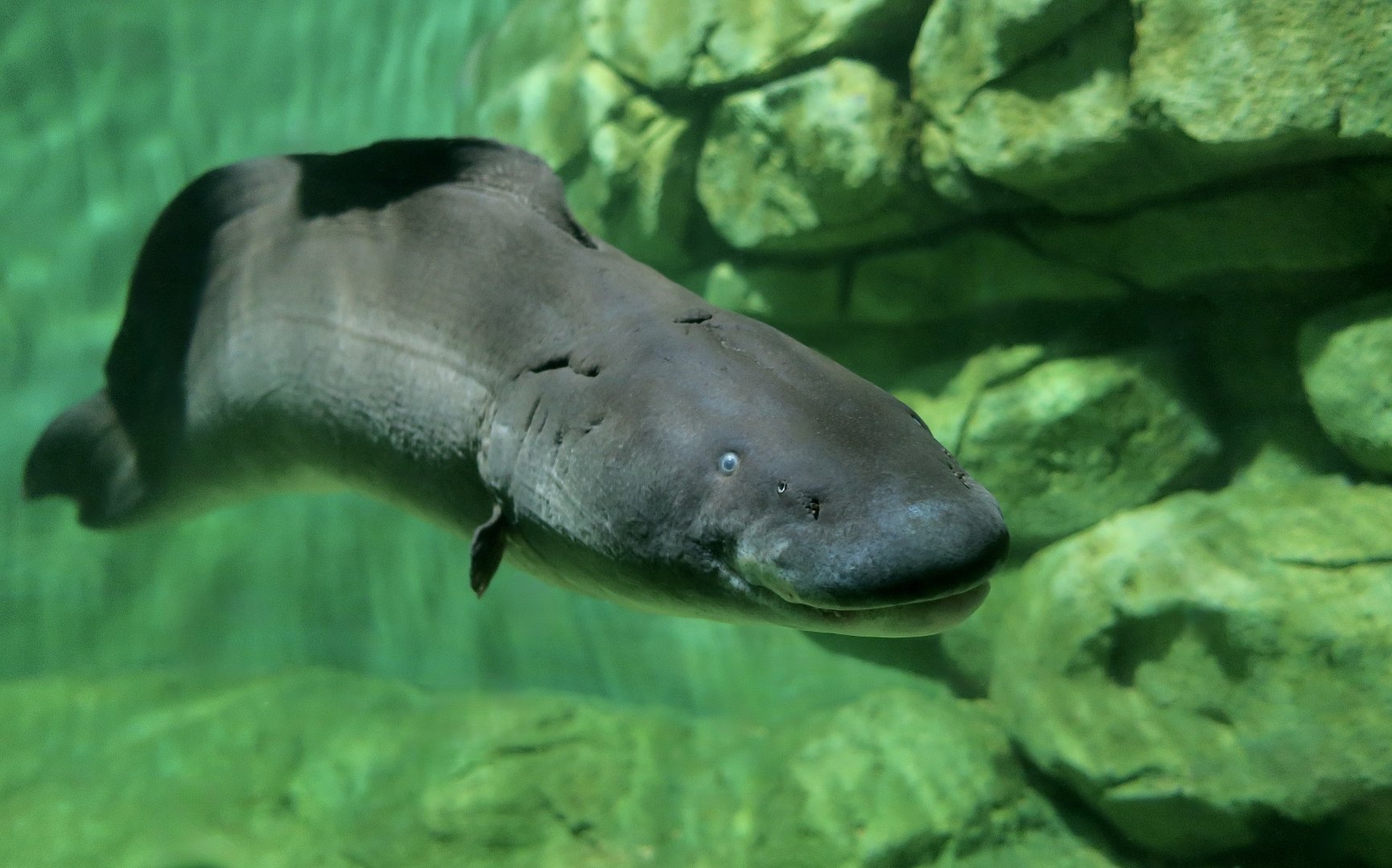 Aba (Gymnarchus niloticus)