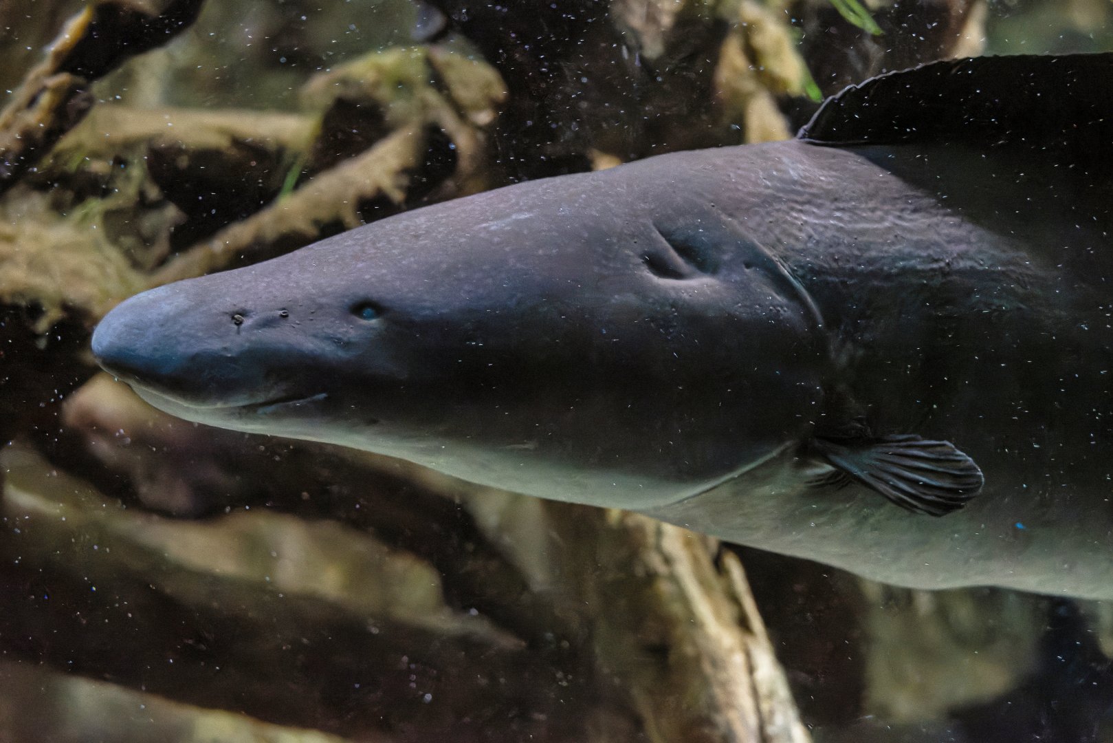 Aba (Gymnarchus niloticus)