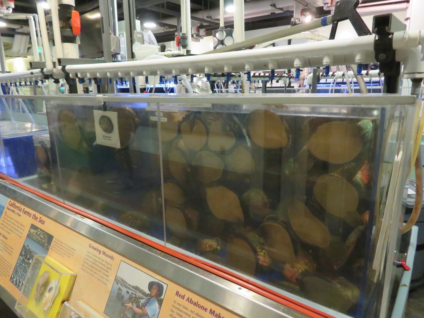 Abalone Breeding Tanks