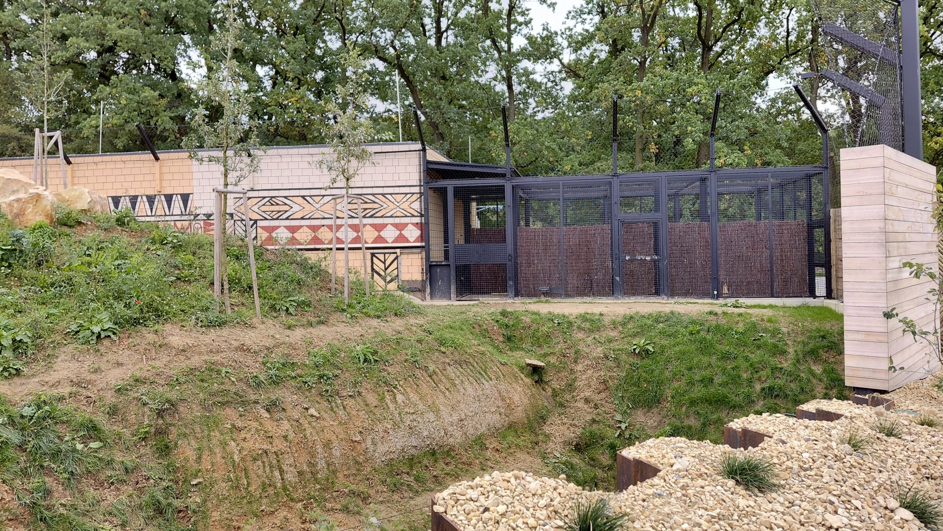 Abamboo - Katanga lion exhibit