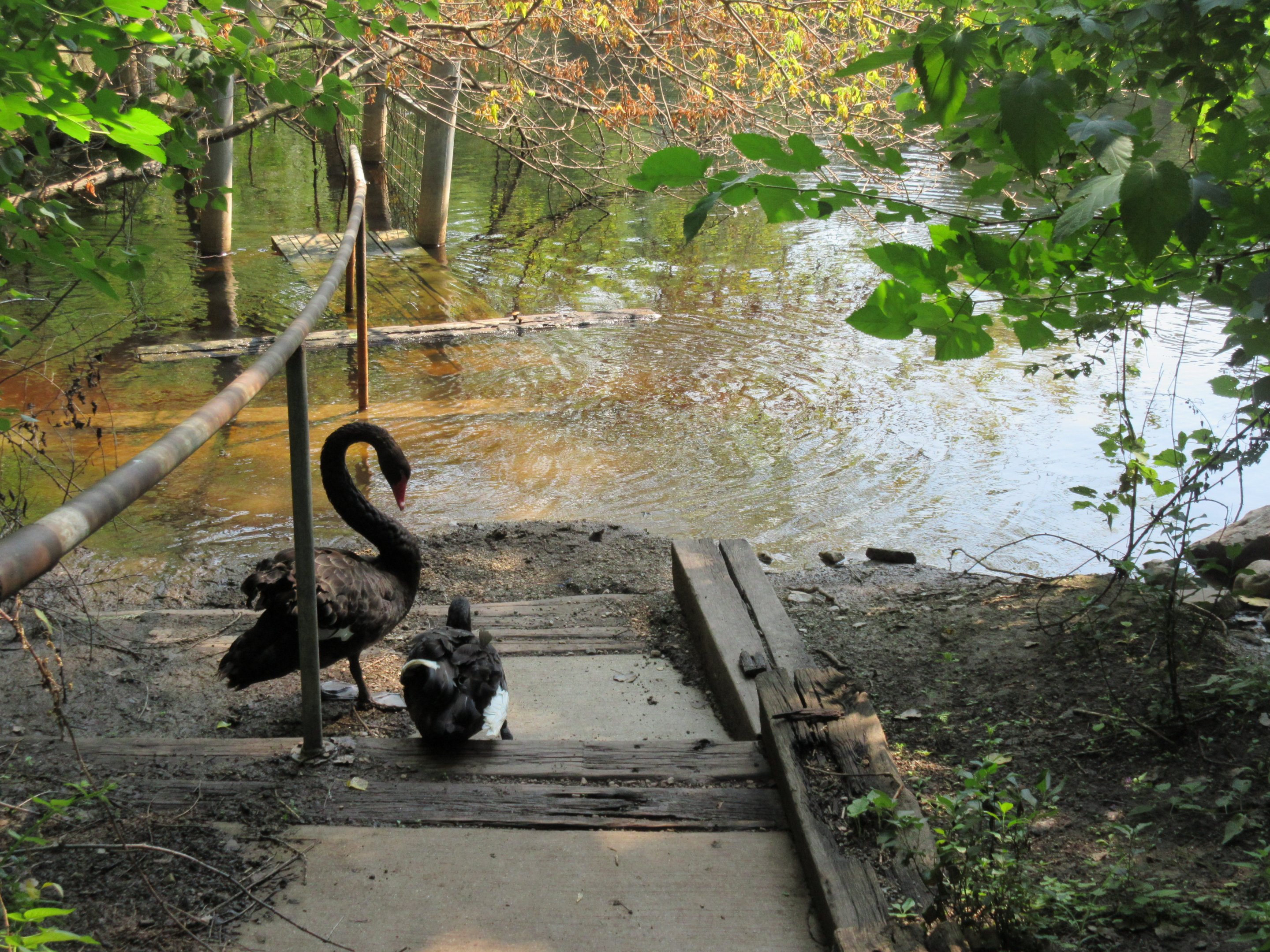 Abandoned/Flooded Pathway