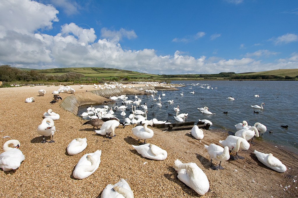 Abbotsbury Swannery