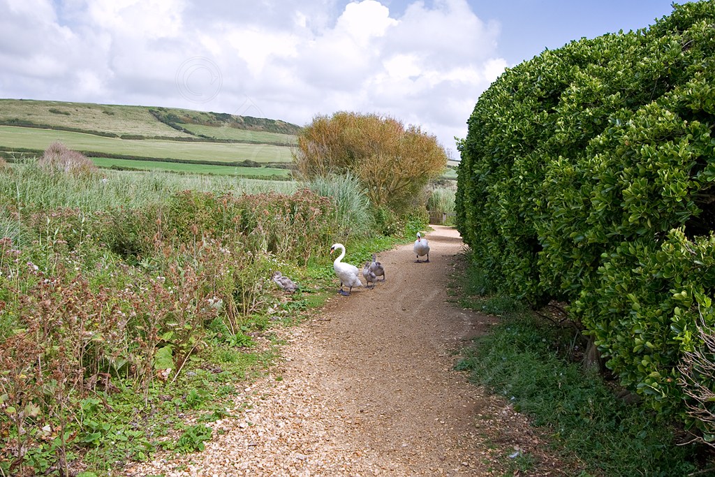 Abbotsbury Swannery