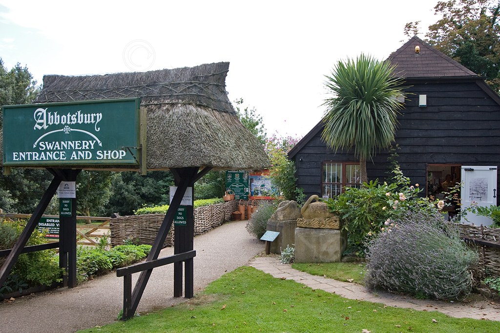 Abbotsbury Swannery