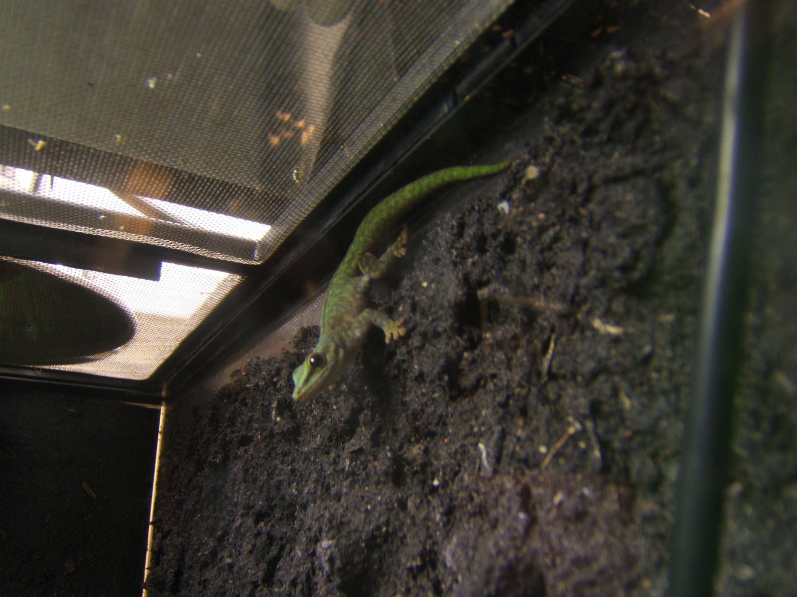 Abbott`s Day Gecko