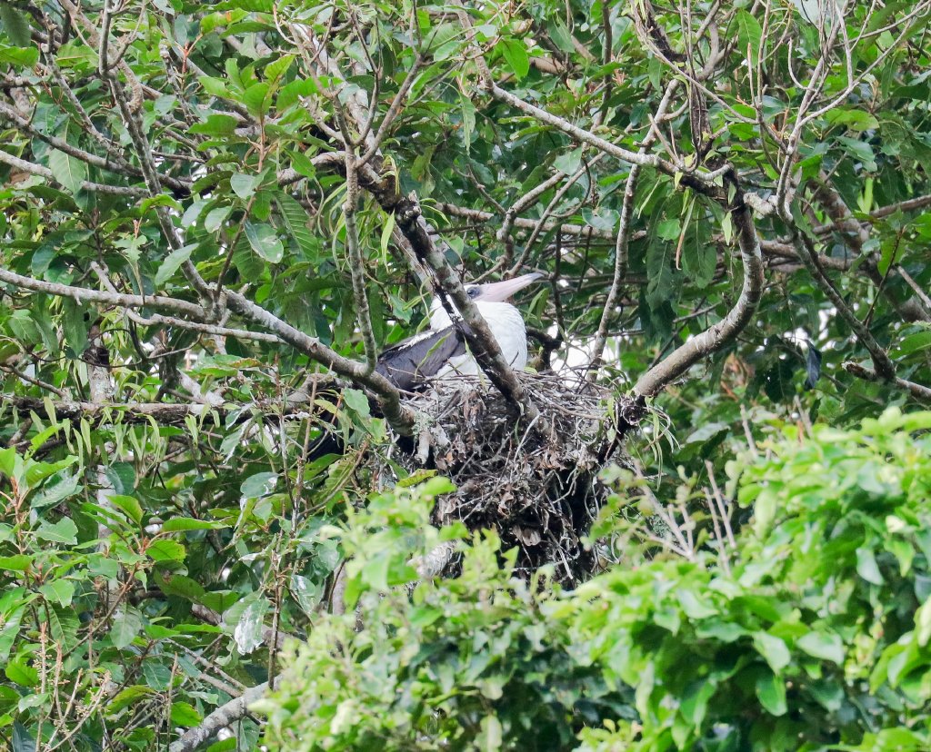 Abbott's Booby female on nest
