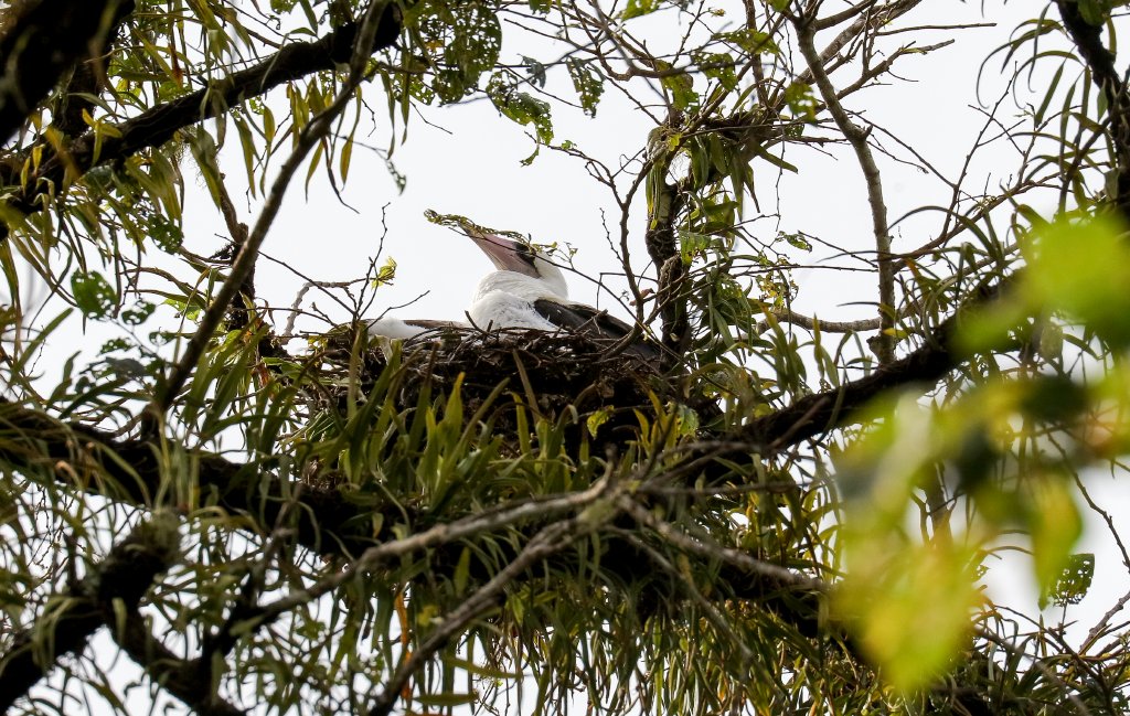 Abbott's Booby female on nest