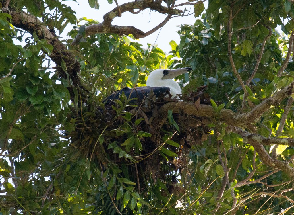 Abbott's Booby on next