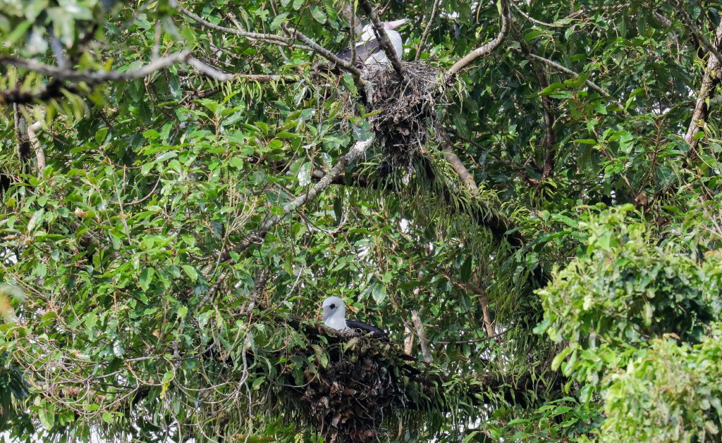 Abbott's Boobys nesting, female above and a male below
