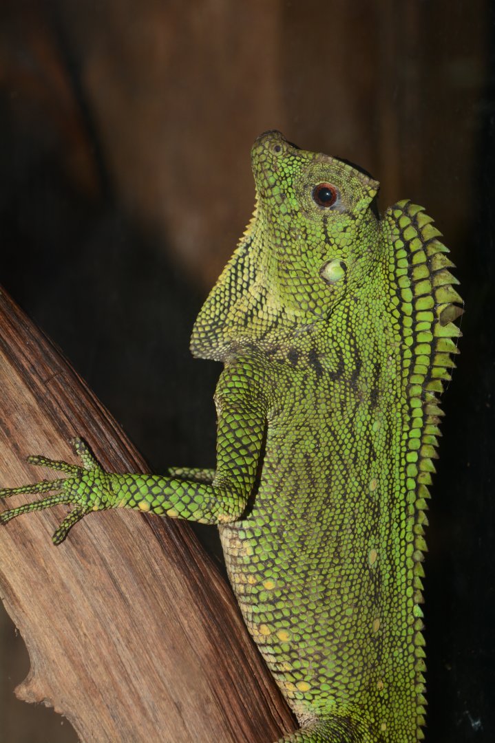 Abbott's crested lizard (Gonocephalus abbotti)