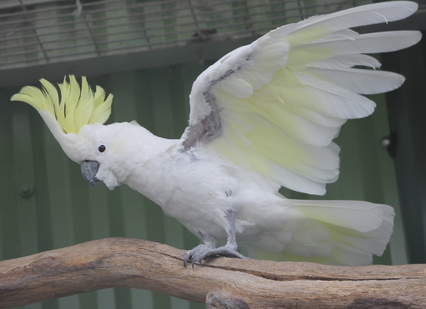 Abbott's lesser sulphur-crested cockatoo