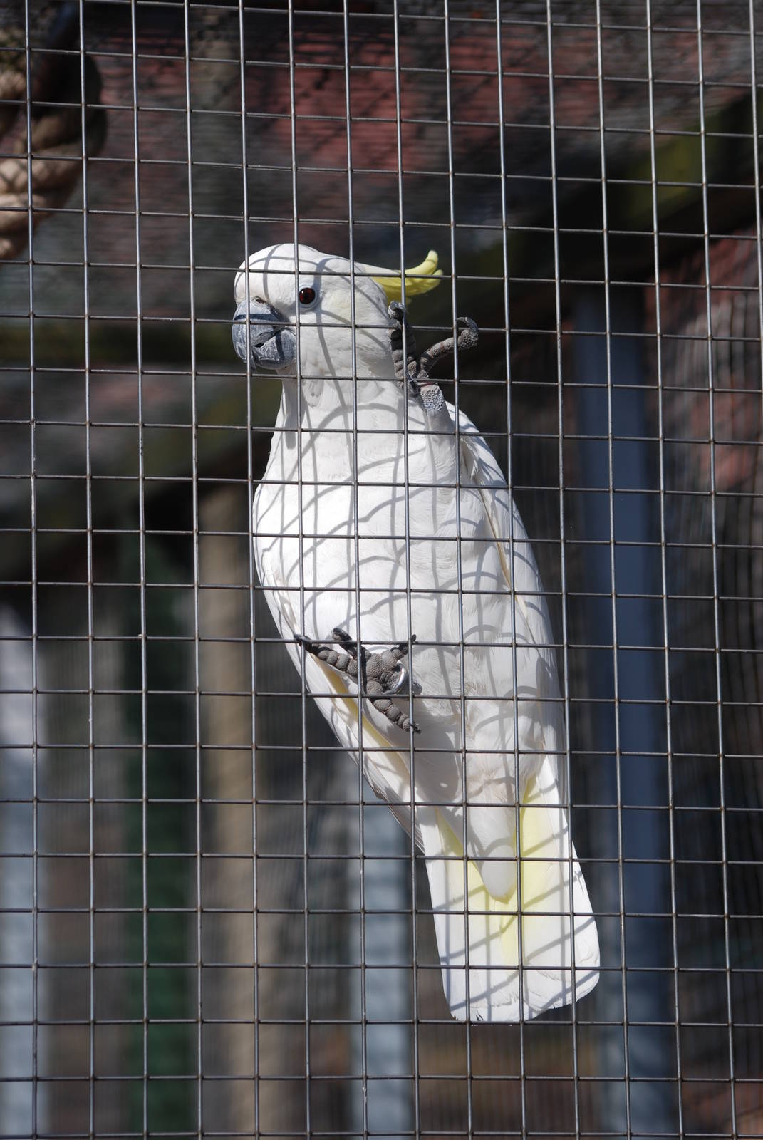 Abbott's Sulphur-crested Cockatoo at Erfurt, 18/03/15