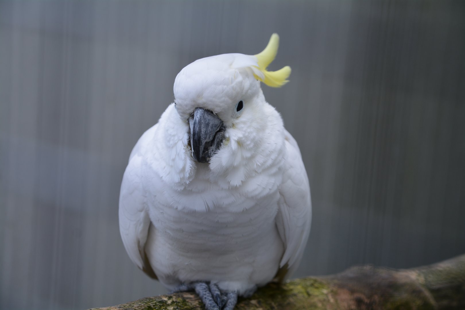 Abbott's sulphur-crested cockatoo (Cacatua sulphurea abbotti)