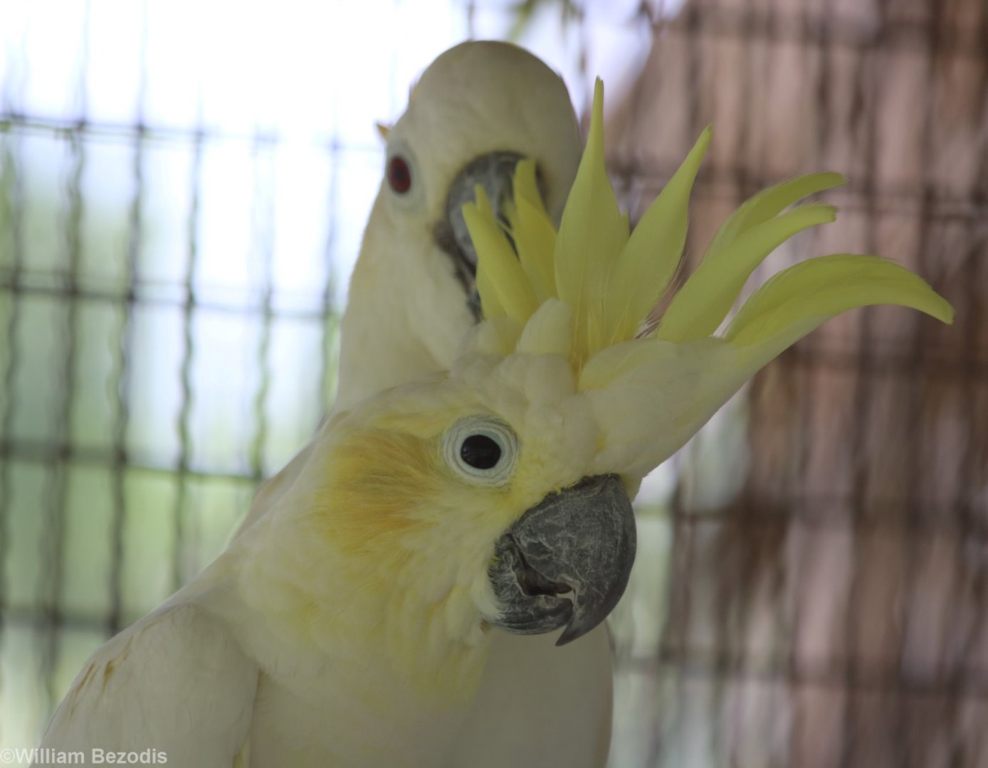 Abbott's Sulphur-crested Cockatoo