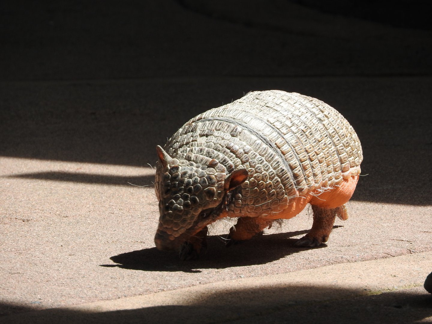 "Abby", Six-banded Armadillo
