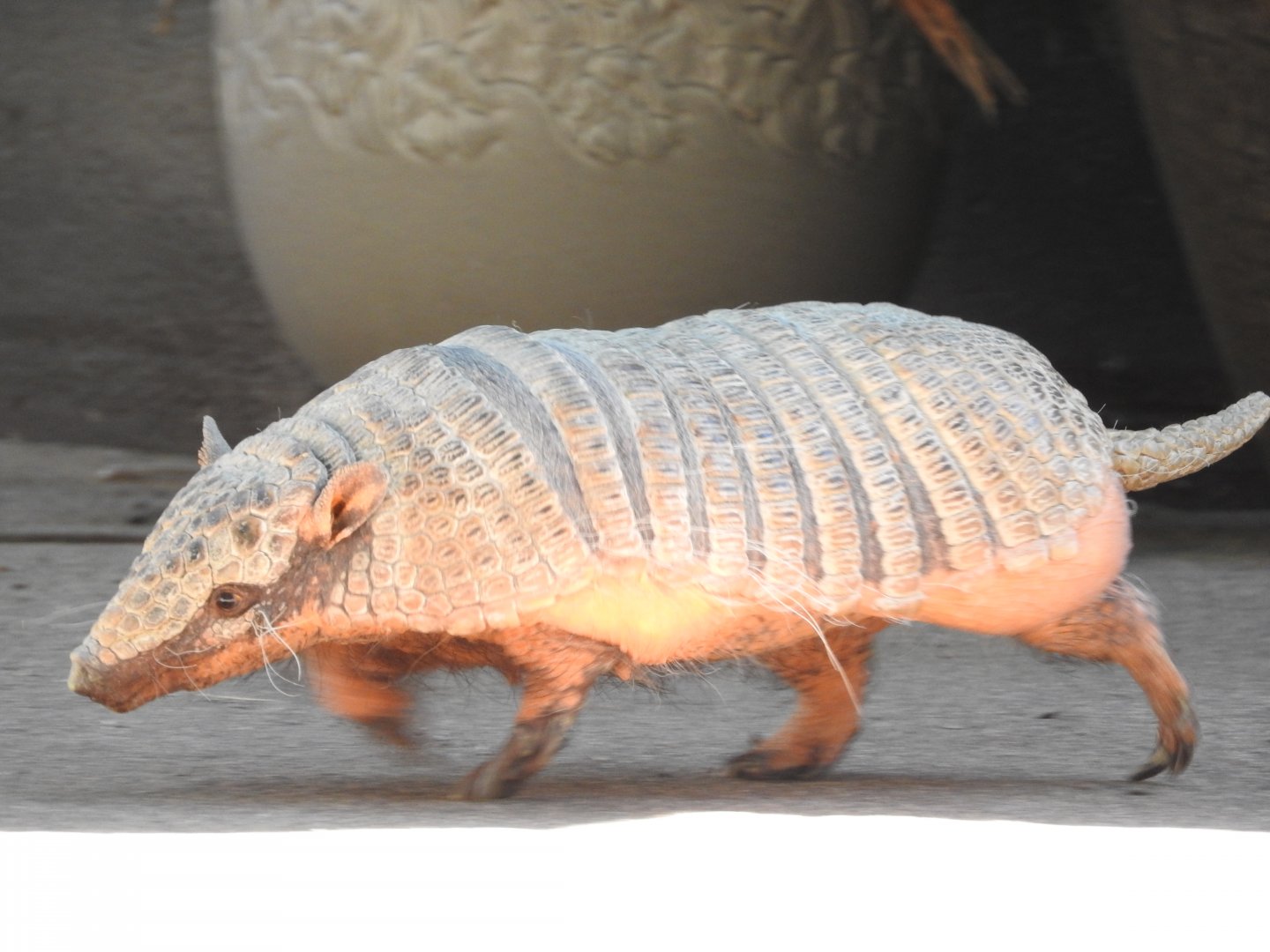 Abby, Six-banded Armadillo