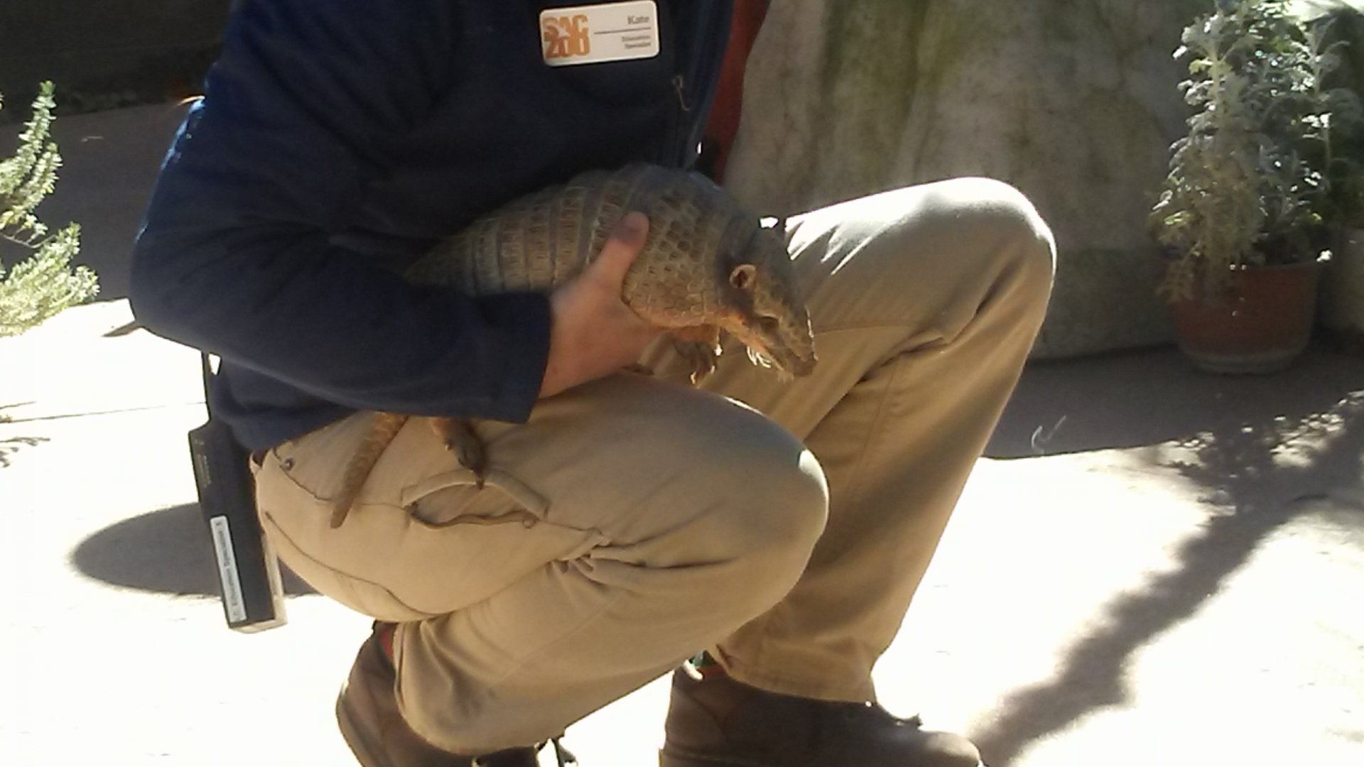 Abby the six-banded armadillo