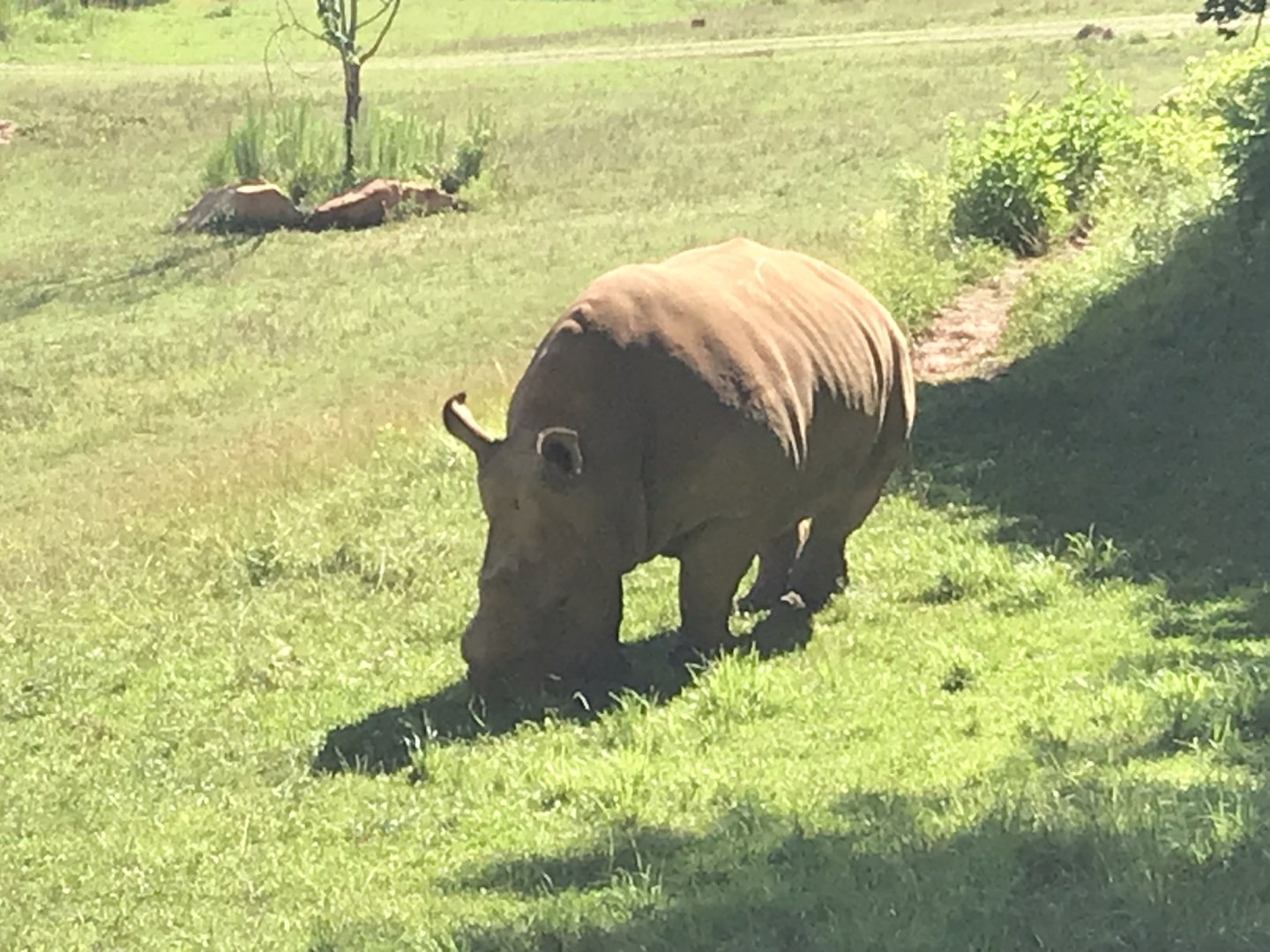 Abby with her nub horn