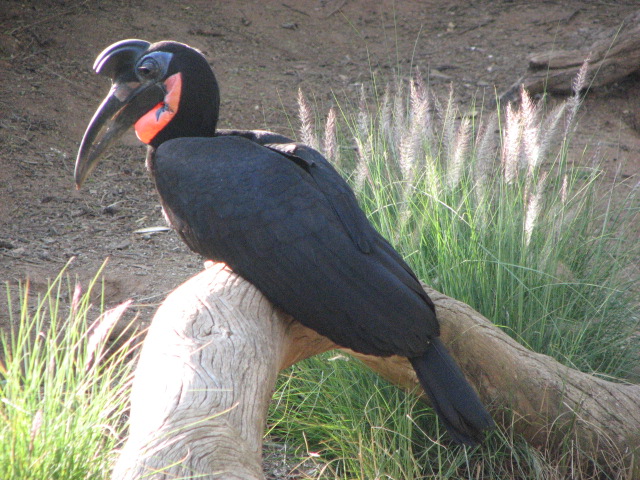 Abbysinian ground hornbill