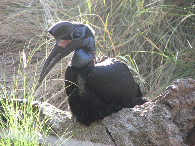 Abbysinian ground hornbill