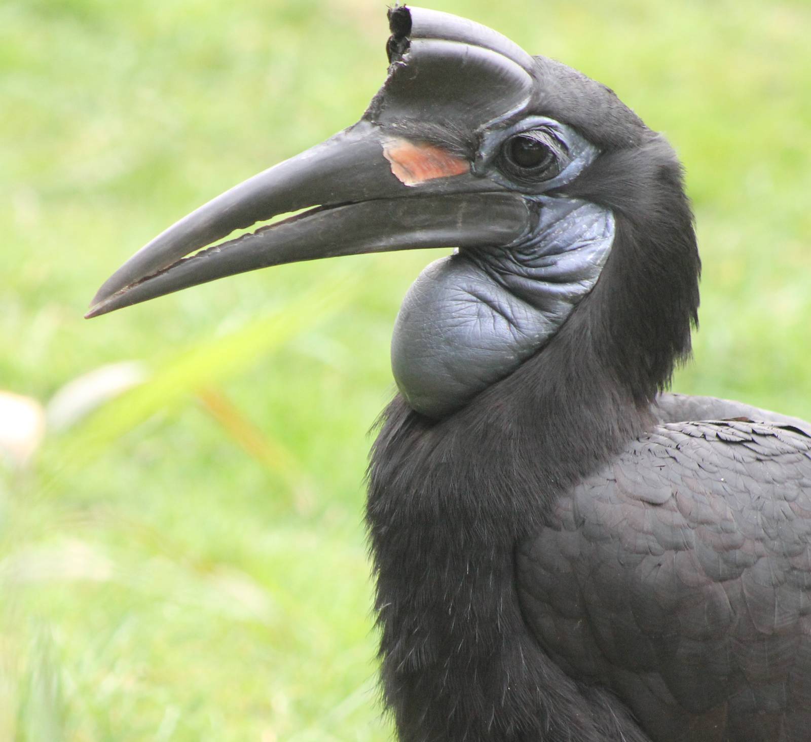 Abbyssinian ground hornbill