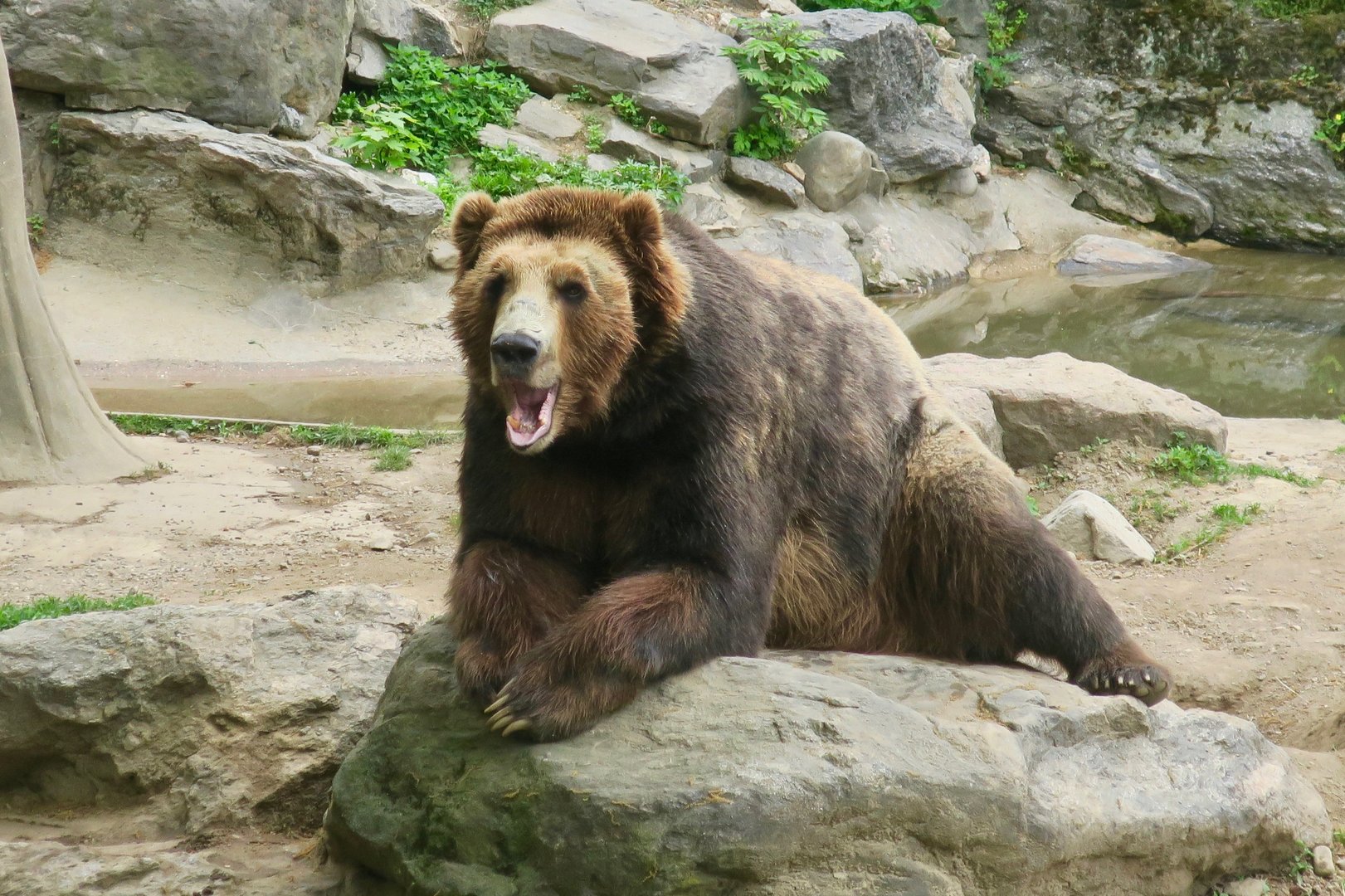 ABC Islands Brown Bear (Ursus arctos sitkensis)