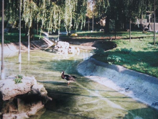 Abdim`s Stork in Southern Aviary 1999.