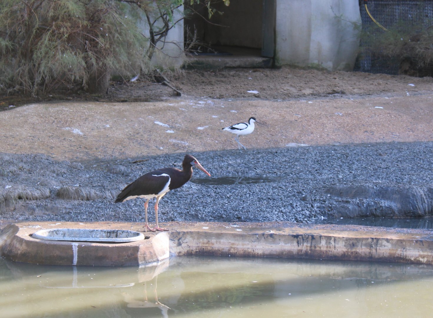 Abdim stork and Pied avocet
