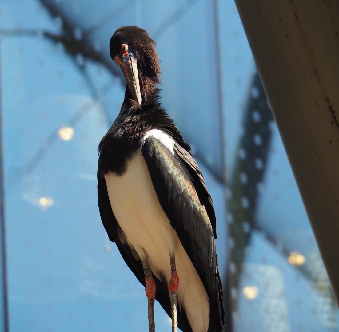 Abdim' stork (Ciconia abdimii), 2019-04-20