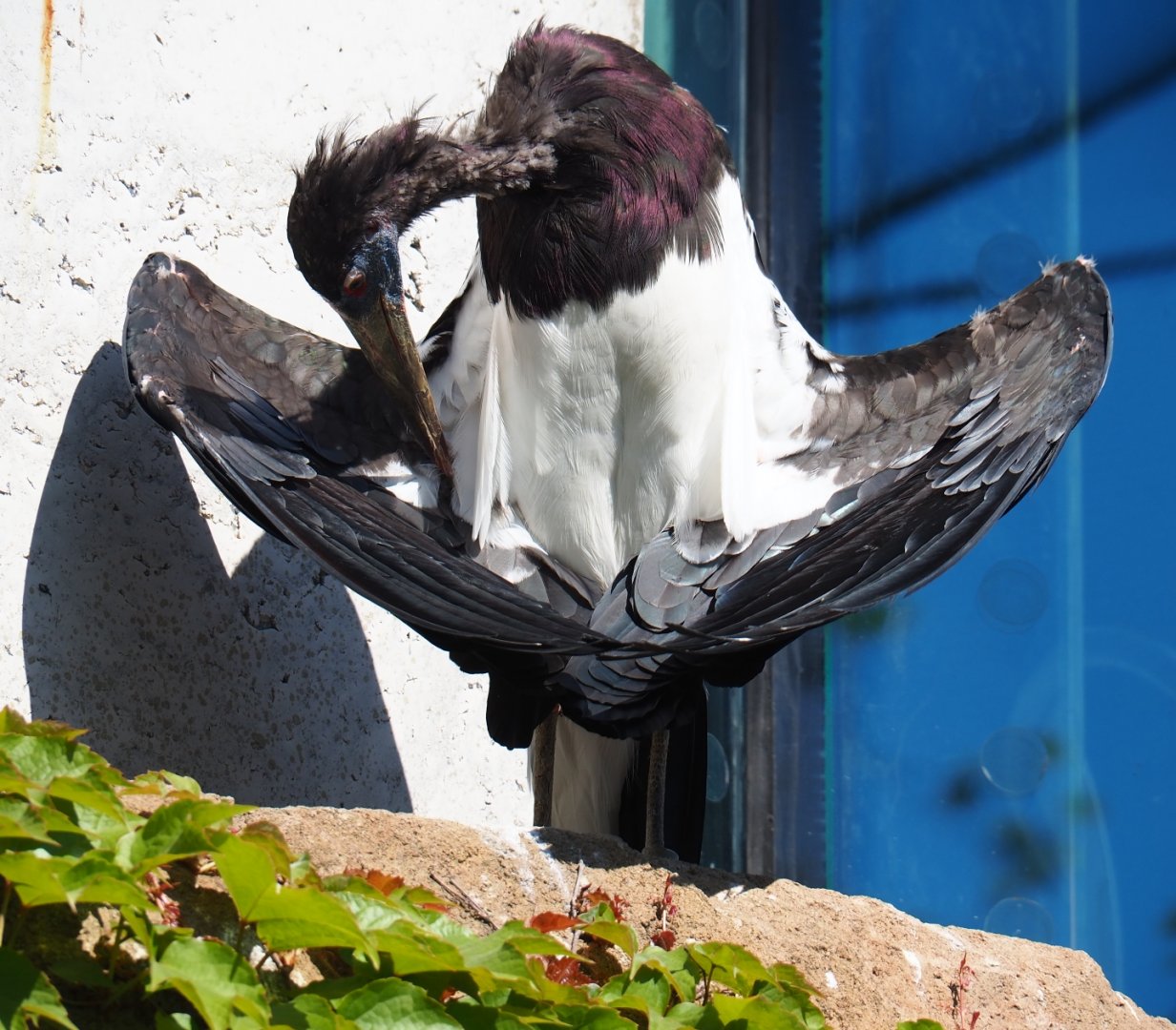 Abdim' stork (Ciconia abdimii), 2019-04-20