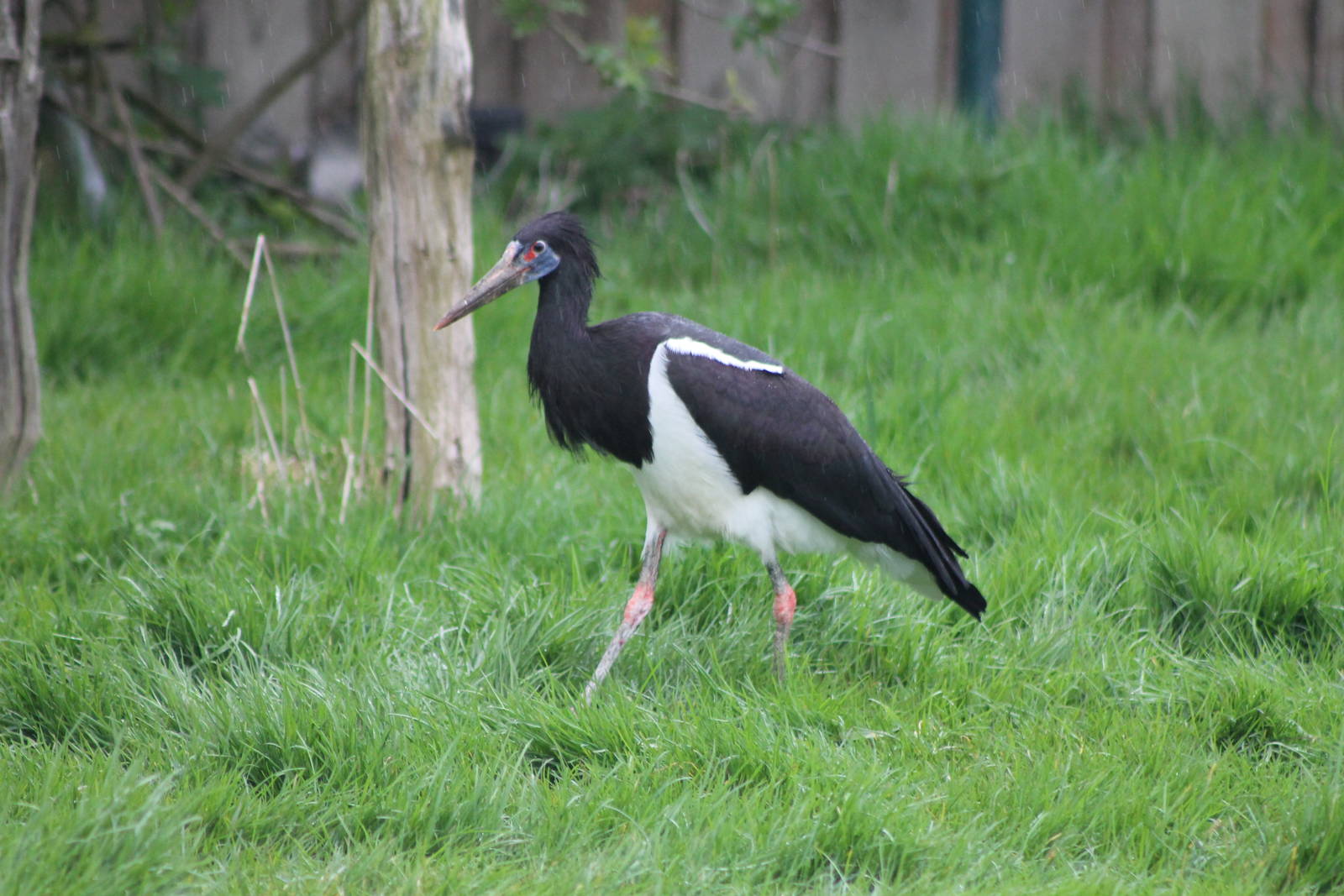 abdim stork
