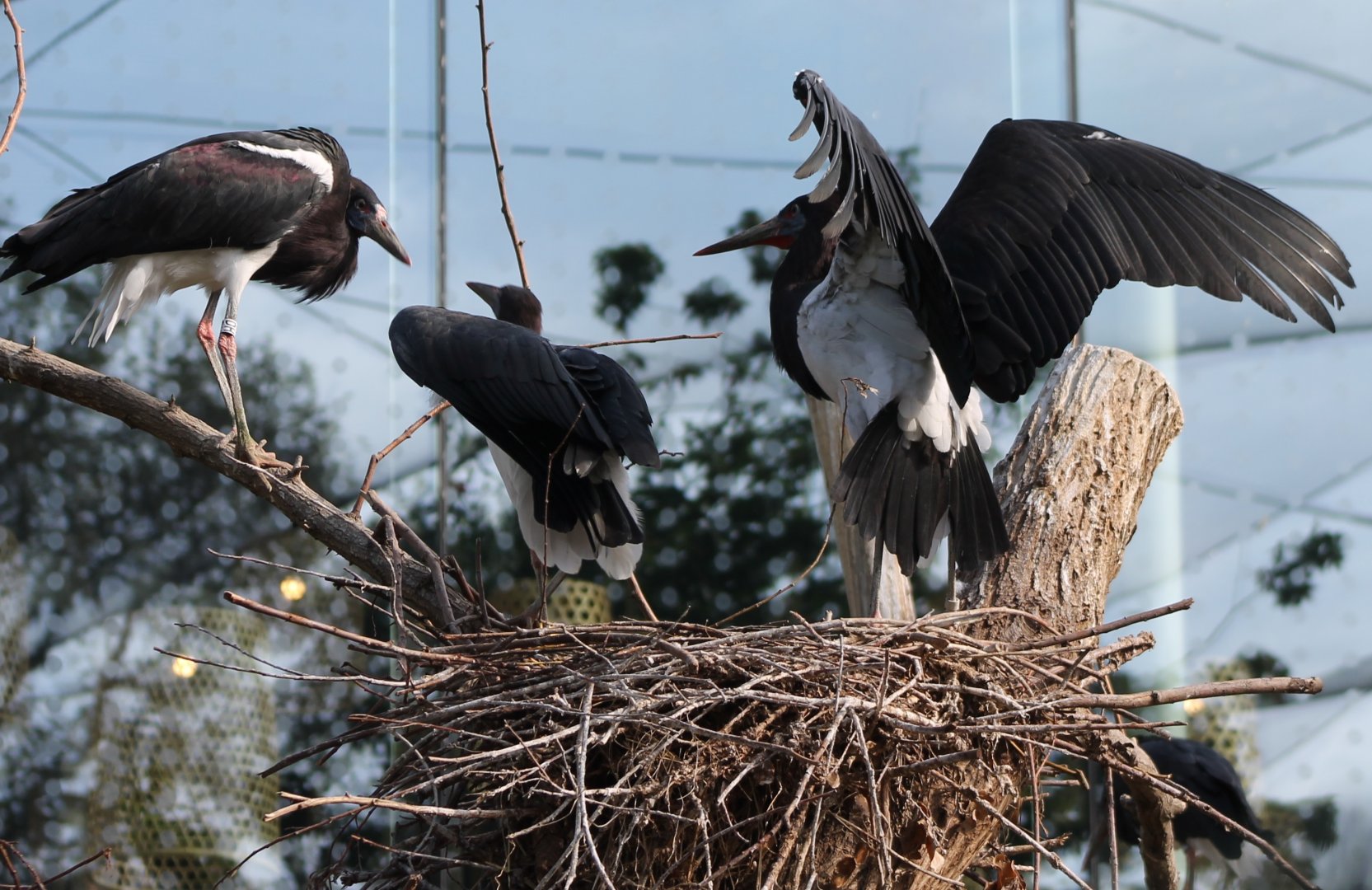 Abdim storks at the nest