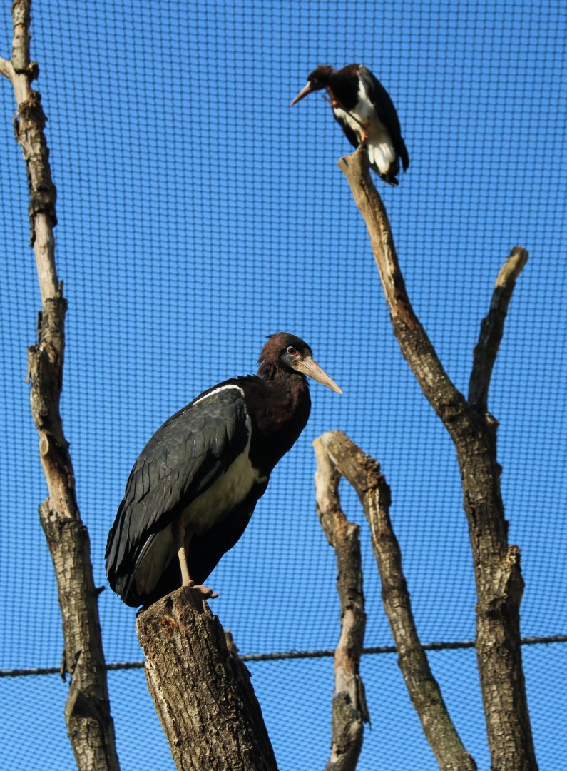 Abdim storks
