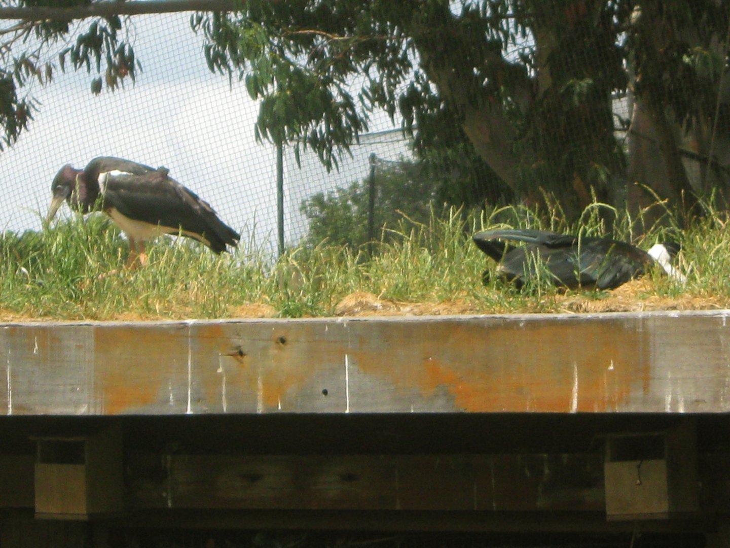 Abdim's & Asian Woolly-Necked Stork