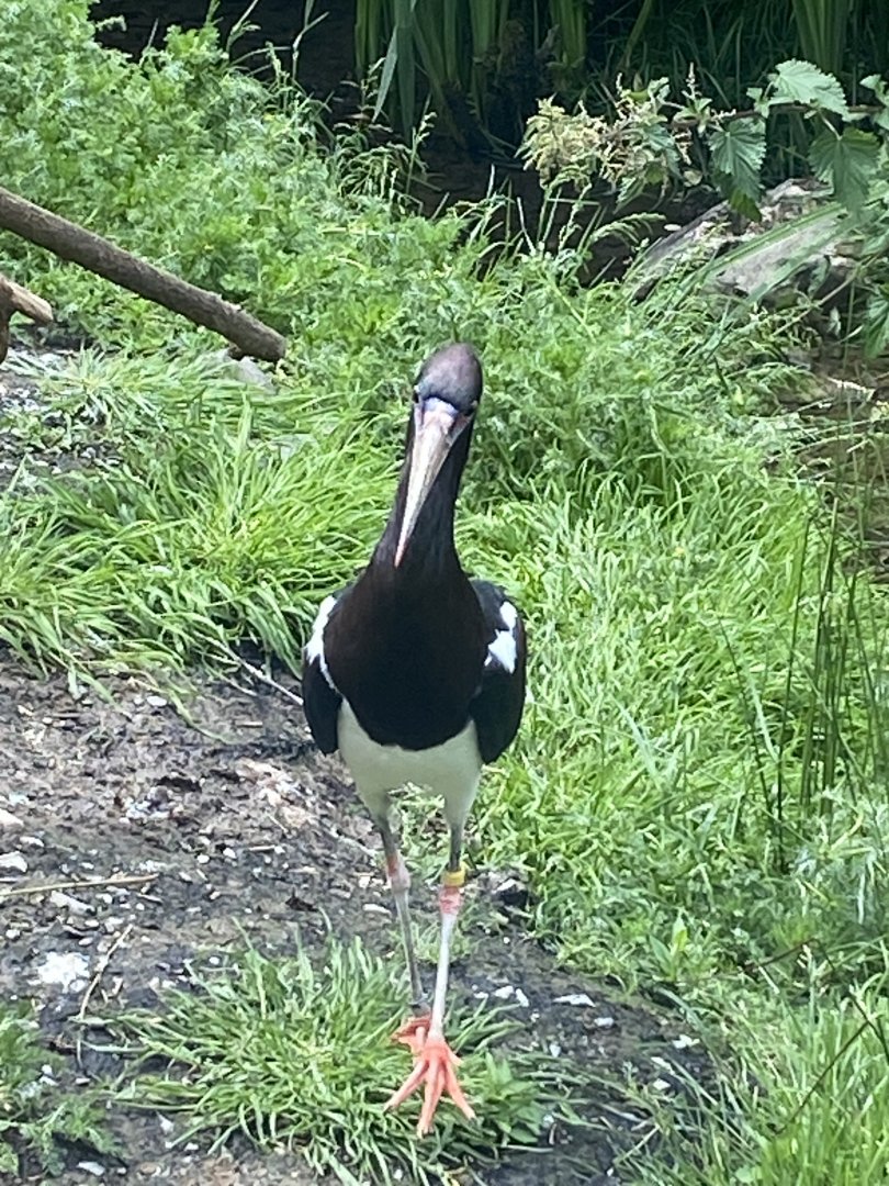 Abdim’s stork 050625