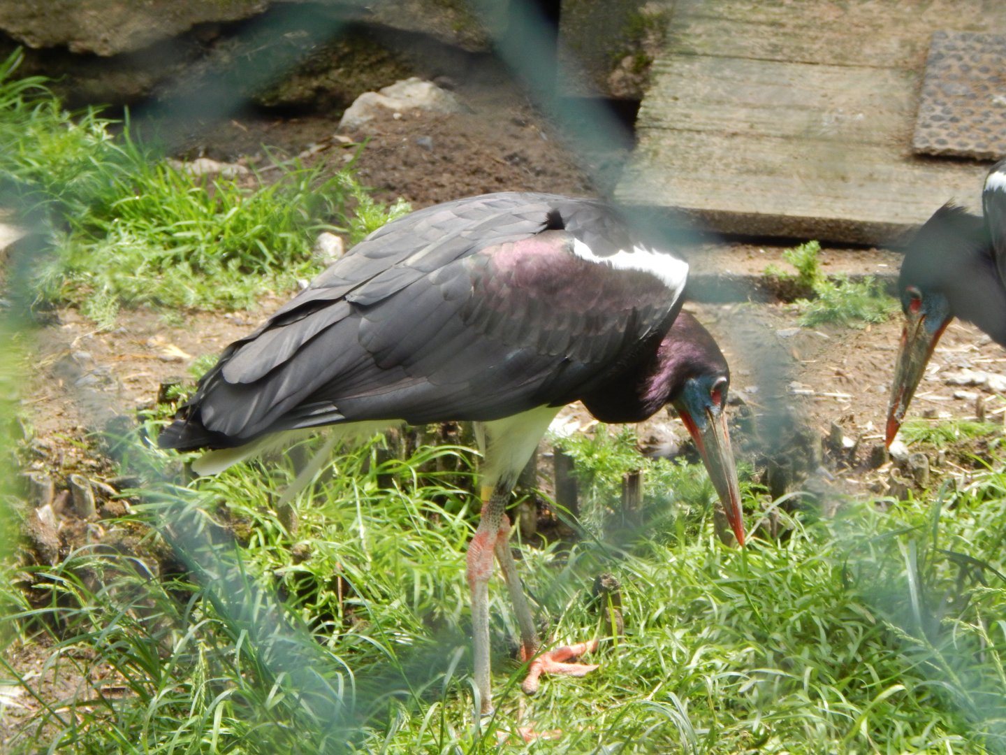 Abdim's stork 050625