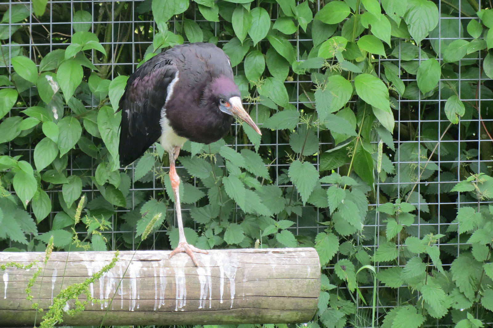 Abdim's Stork 200713