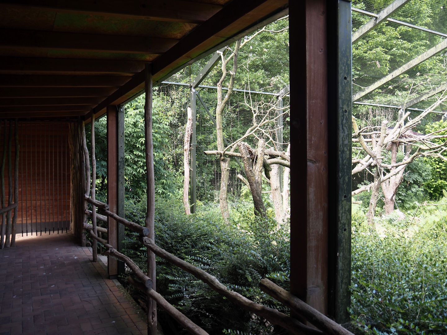 Abdim's stork and Black stork aviary viewing area, 2025-05-22