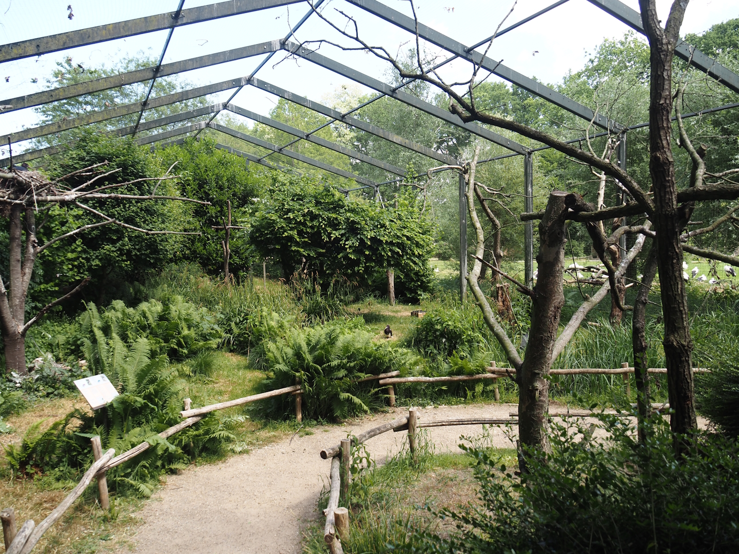 Abdim's stork and Black stork aviary walk-through viewing area, 2025-05-22