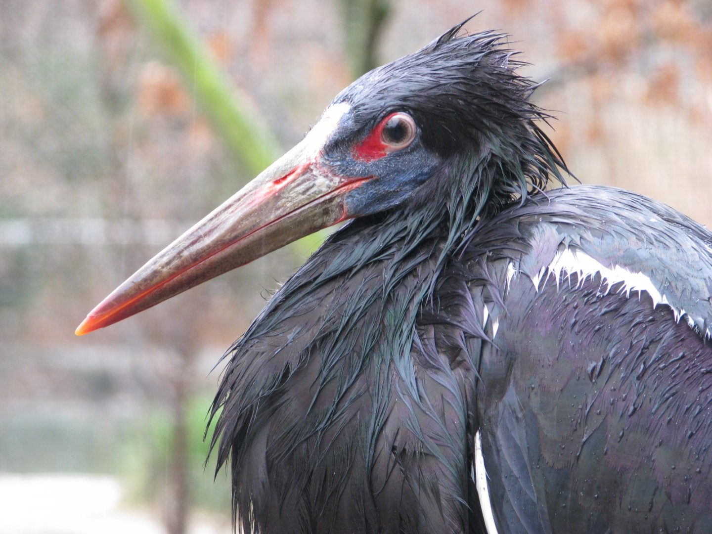 Abdim's stork - April 2015