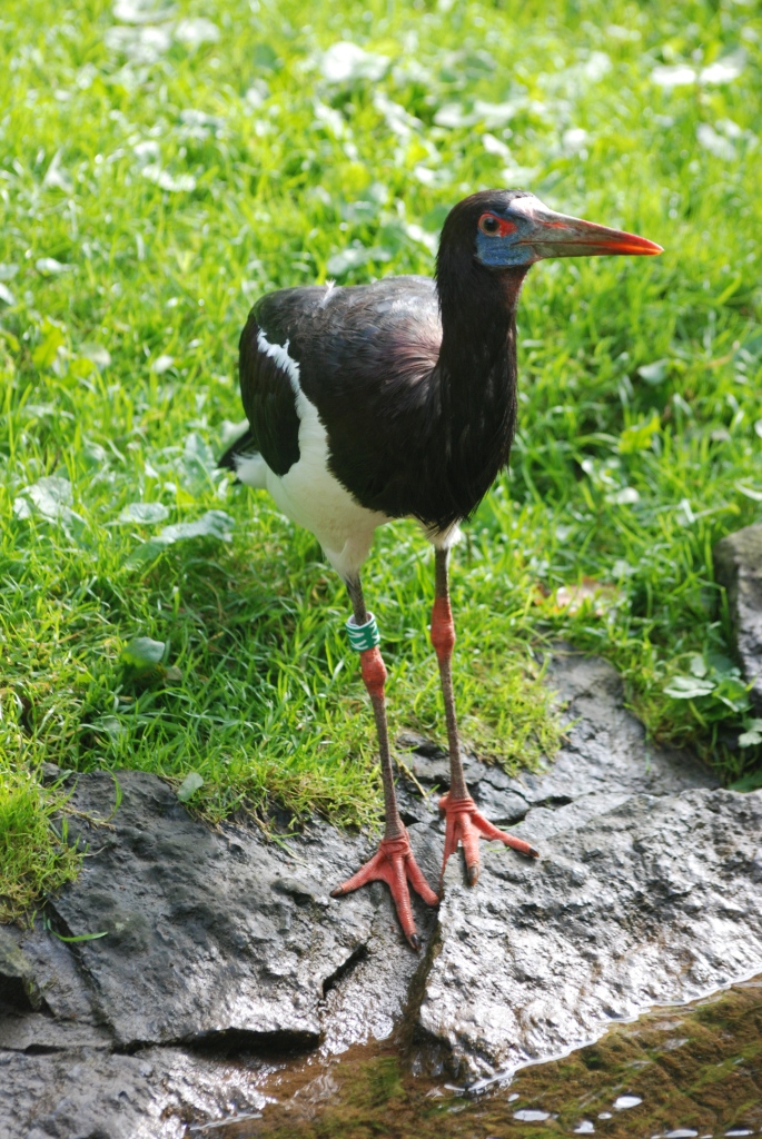 Abdim's Stork at Pairi Daiza, 31/08/14